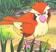 439082-pidgey_pic02
